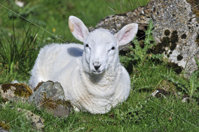 Cheviot schaap (Ovis domesticus)