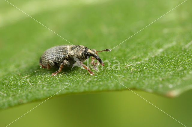 clover seed weevil (Tychius picirostris)