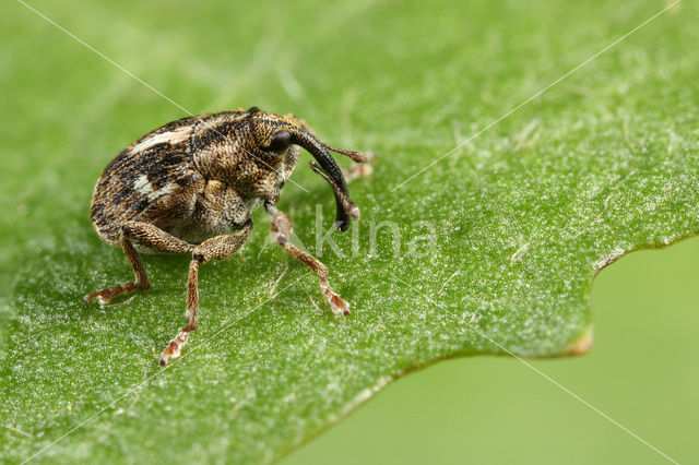 Datonychus arquatus