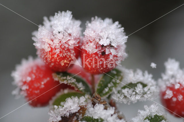 Dwergmispel (Cotoneaster spec.)