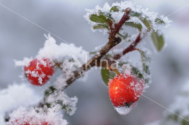 Dwergmispel (Cotoneaster spec.)