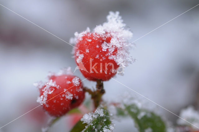 Dwergmispel (Cotoneaster spec.)