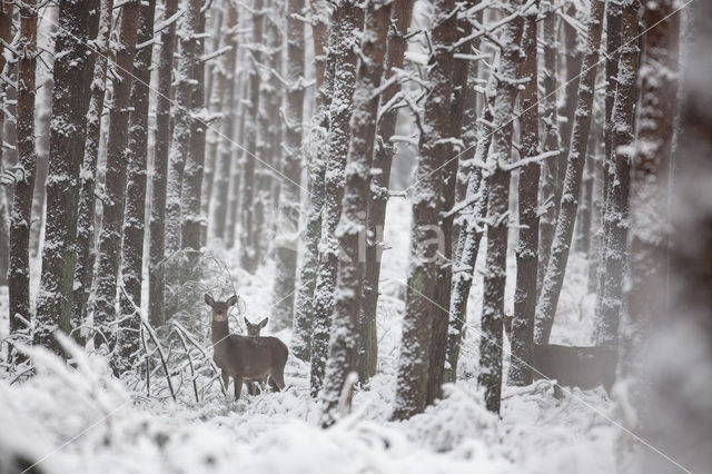 Edelhert (Cervus elaphus)