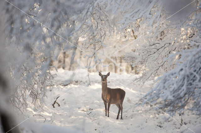 Edelhert (Cervus elaphus)