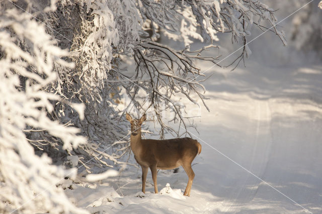 Edelhert (Cervus elaphus)