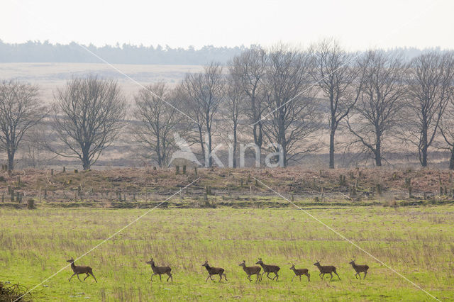 Edelhert (Cervus elaphus)