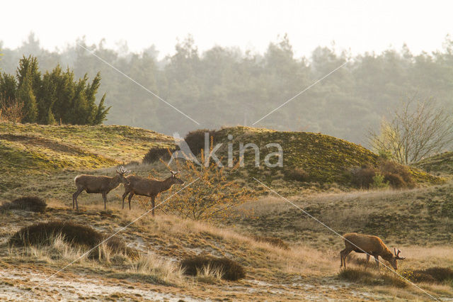 Red Deer (Cervus elaphus)