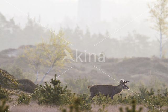 Red Deer (Cervus elaphus)