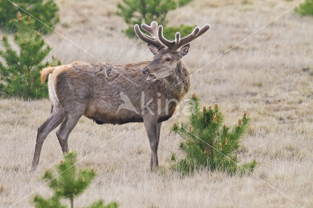 Red Deer (Cervus elaphus)