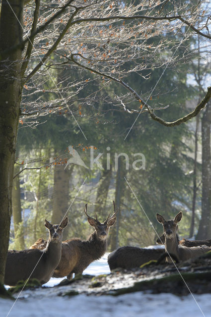 Red Deer (Cervus elaphus)