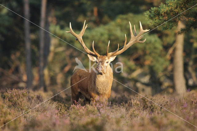 Edelhert (Cervus elaphus)