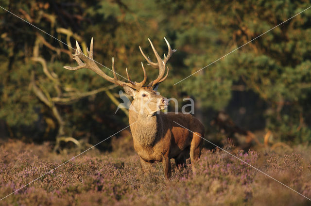 Edelhert (Cervus elaphus)