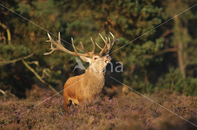 Edelhert (Cervus elaphus)