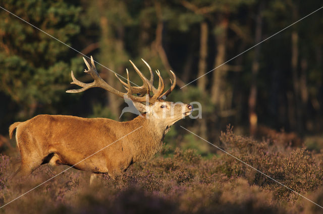 Edelhert (Cervus elaphus)