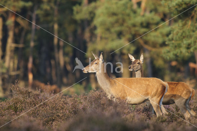 Edelhert (Cervus elaphus)