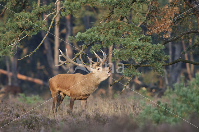 Edelhert (Cervus elaphus)