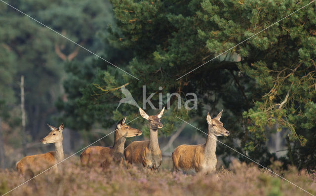 Edelhert (Cervus elaphus)