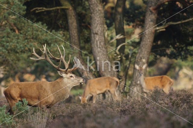 Edelhert (Cervus elaphus)