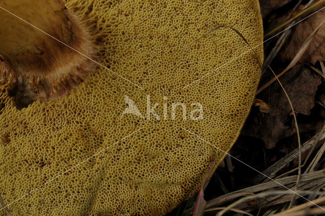 Eekhoorntjesbrood (Boletus edulis)