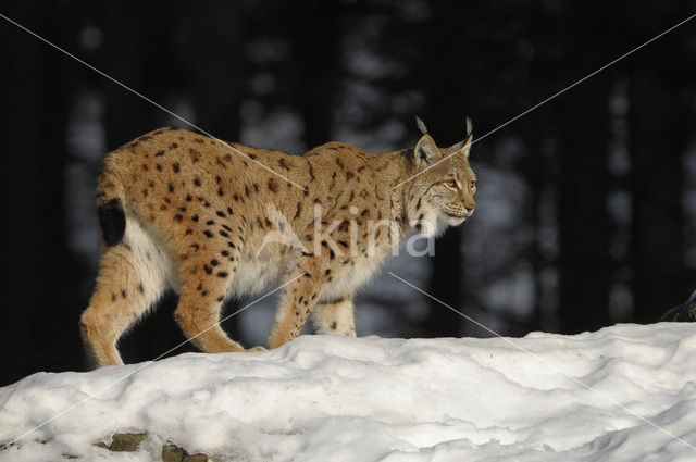 Euraziatische lynx (Lynx lynx)