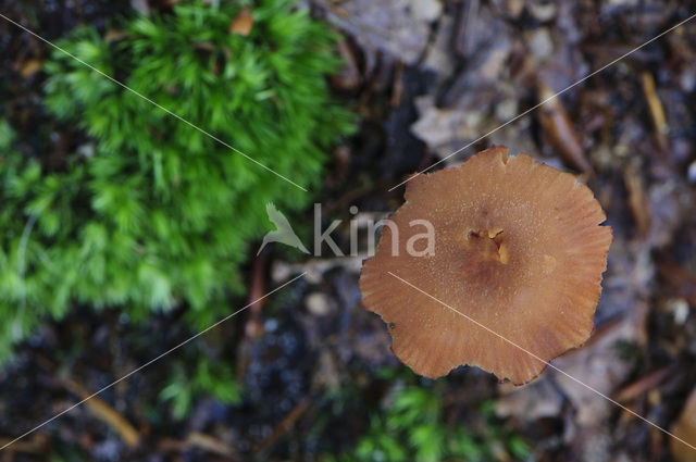 Fopzwam (Laccaria spec.)