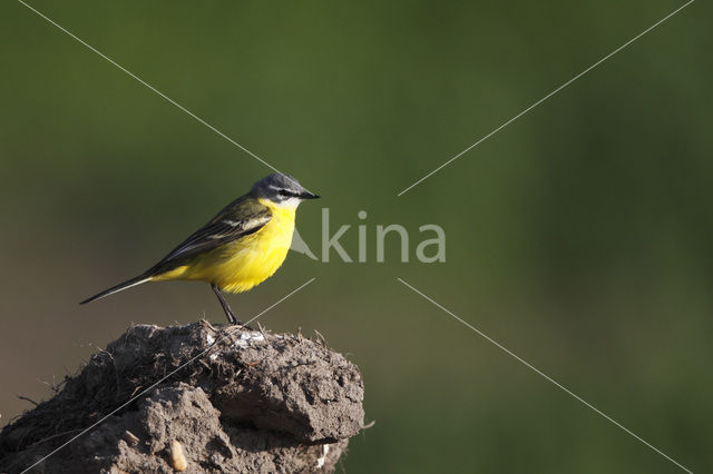 Gele Kwikstaart (Motacilla flava)