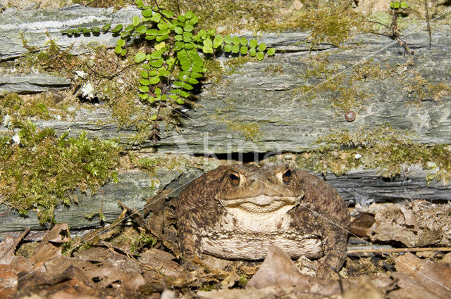 Gewone pad (Bufo bufo)