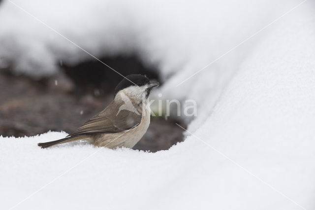 Glanskop (Parus palustris)