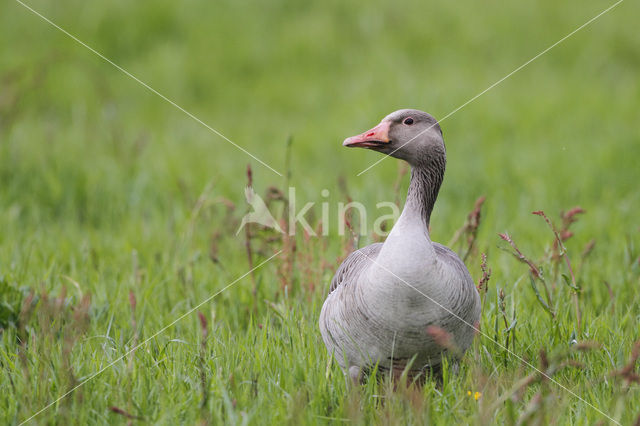 Grauwe Gans (Anser anser)