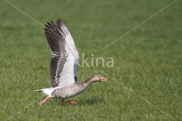 Grauwe Gans (Anser anser)