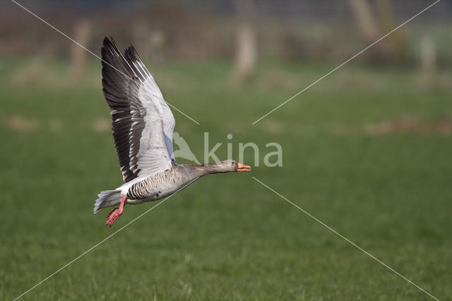 Grauwe Gans (Anser anser)