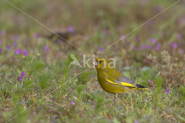 Groenling (Carduelis chloris)