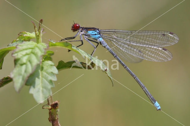 Grote roodoogjuffer (Erythromma najas)