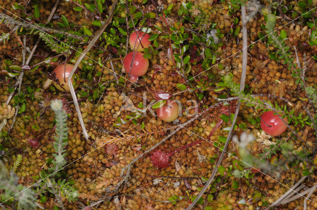 Grote Veenbes (Vaccinium macrocarpon)