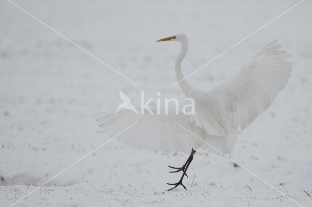 Grote zilverreiger (Casmerodius albus)