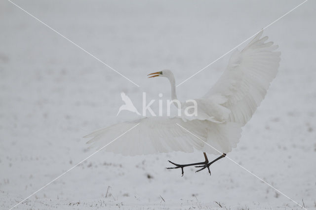 Grote zilverreiger (Casmerodius albus)