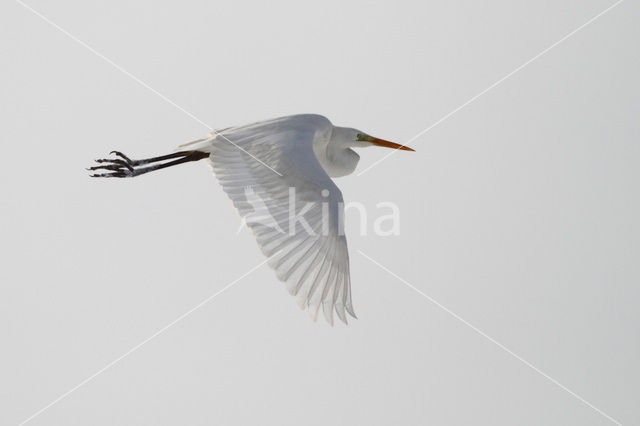 Grote zilverreiger (Casmerodius albus)