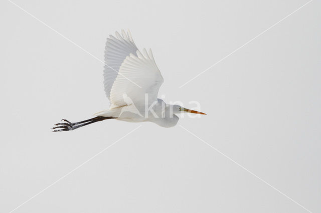 Grote zilverreiger (Casmerodius albus)