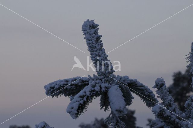 Grove den (Pinus sylvestris)