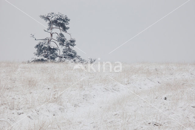 Grove den (Pinus sylvestris)