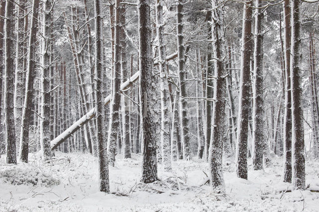 Grove den (Pinus sylvestris)