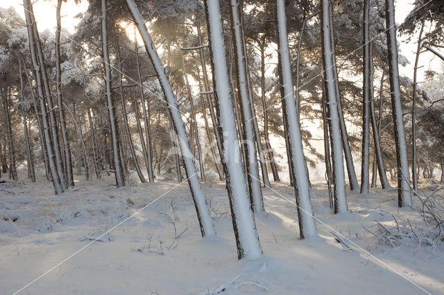 Grove den (Pinus sylvestris)