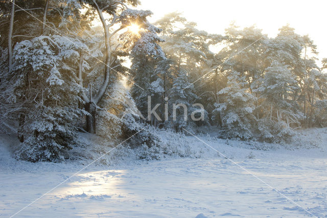 Grove den (Pinus sylvestris)