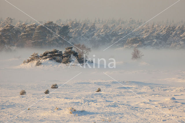 Grove den (Pinus sylvestris)