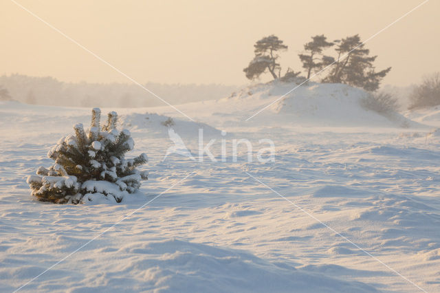 Grove den (Pinus sylvestris)