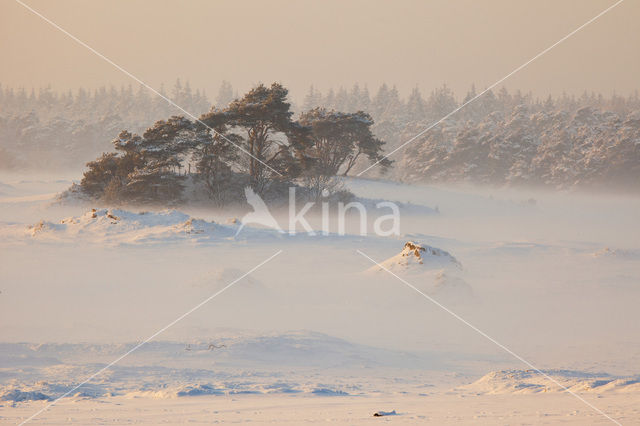 Grove den (Pinus sylvestris)