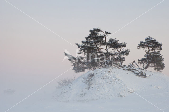 Grove den (Pinus sylvestris)