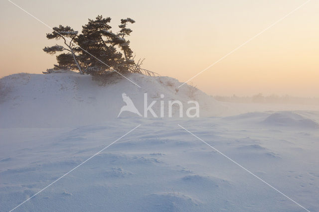 Grove den (Pinus sylvestris)