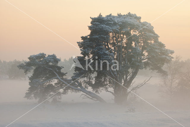 Grove den (Pinus sylvestris)