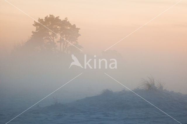 Grove den (Pinus sylvestris)